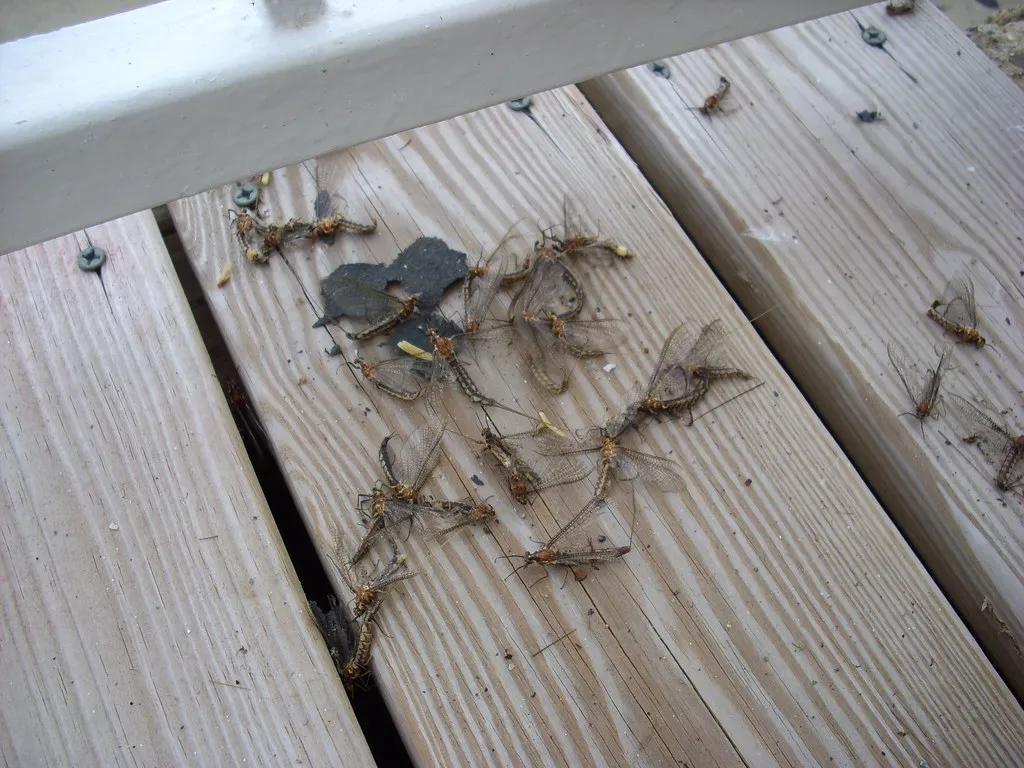 Ugly Bug
