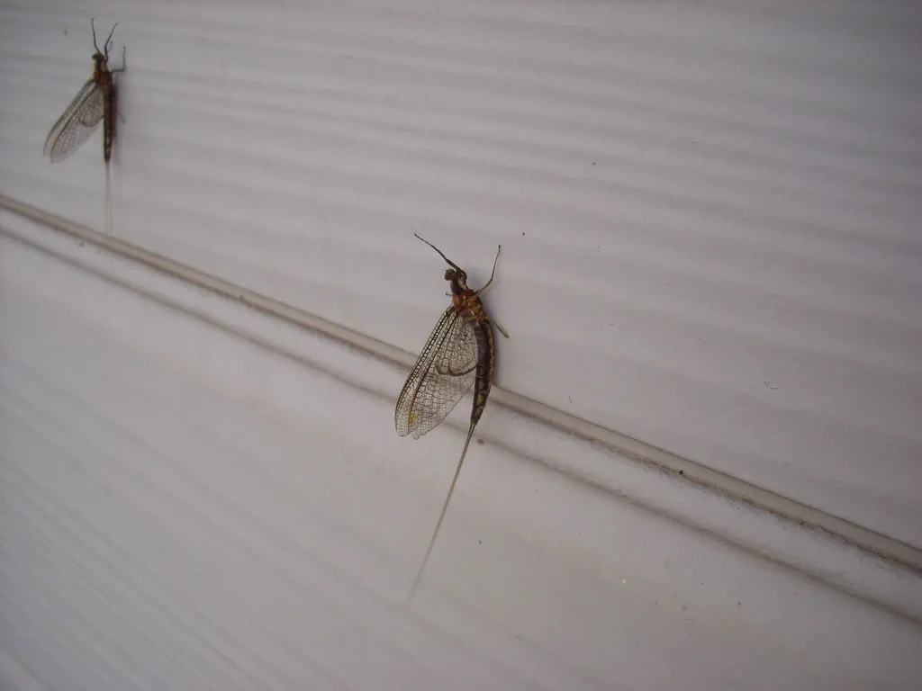 Ugly Bug