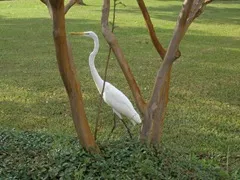 Parking lot crane behind tree!